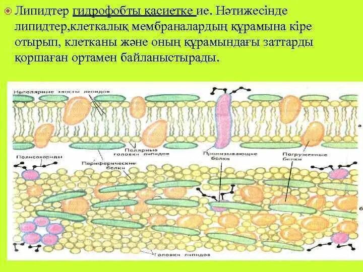 Липидтер. Липидтер презентация. Липидтердің класификациасы?.