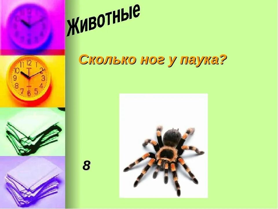 Число ног у паукообразных. Сколько ног у паука. сколько ног у пауков. сколько ножек у паука. сколько ног у паукообразных.