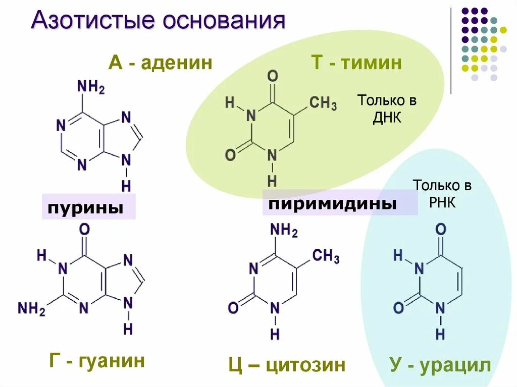 Тимин в днк. Структура гуанин тимин аденин. азотистые основания днк формулы. азотистые основания рнк формулы. аденин гуанин пурин пиримидин цитозин тимин.