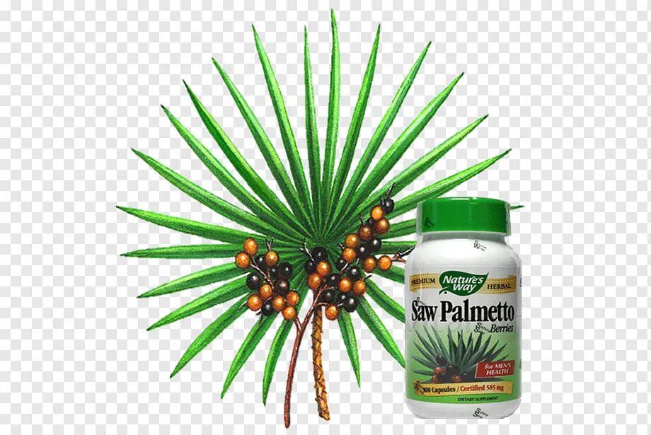 Экстракт пальмы сабаль. Экстракт плодов пальмы сабаль. Экстракт пальмы. Карликовая пальма (сереноа ползучая). Экстракт пальмы сабаль жидкий примафлора.