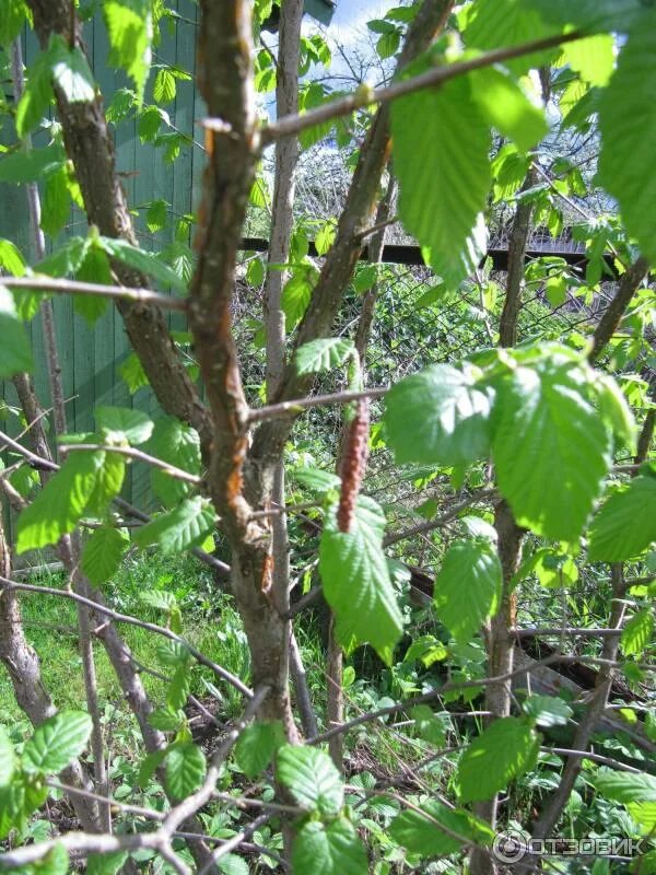 Corylus avellana (Nocciolo) Castanheira