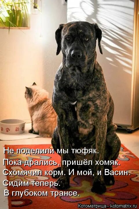 Пока драться. Жалко по морде. Активист стопхам ударил девушку. Мы придем и все схомячим. Пока драться.