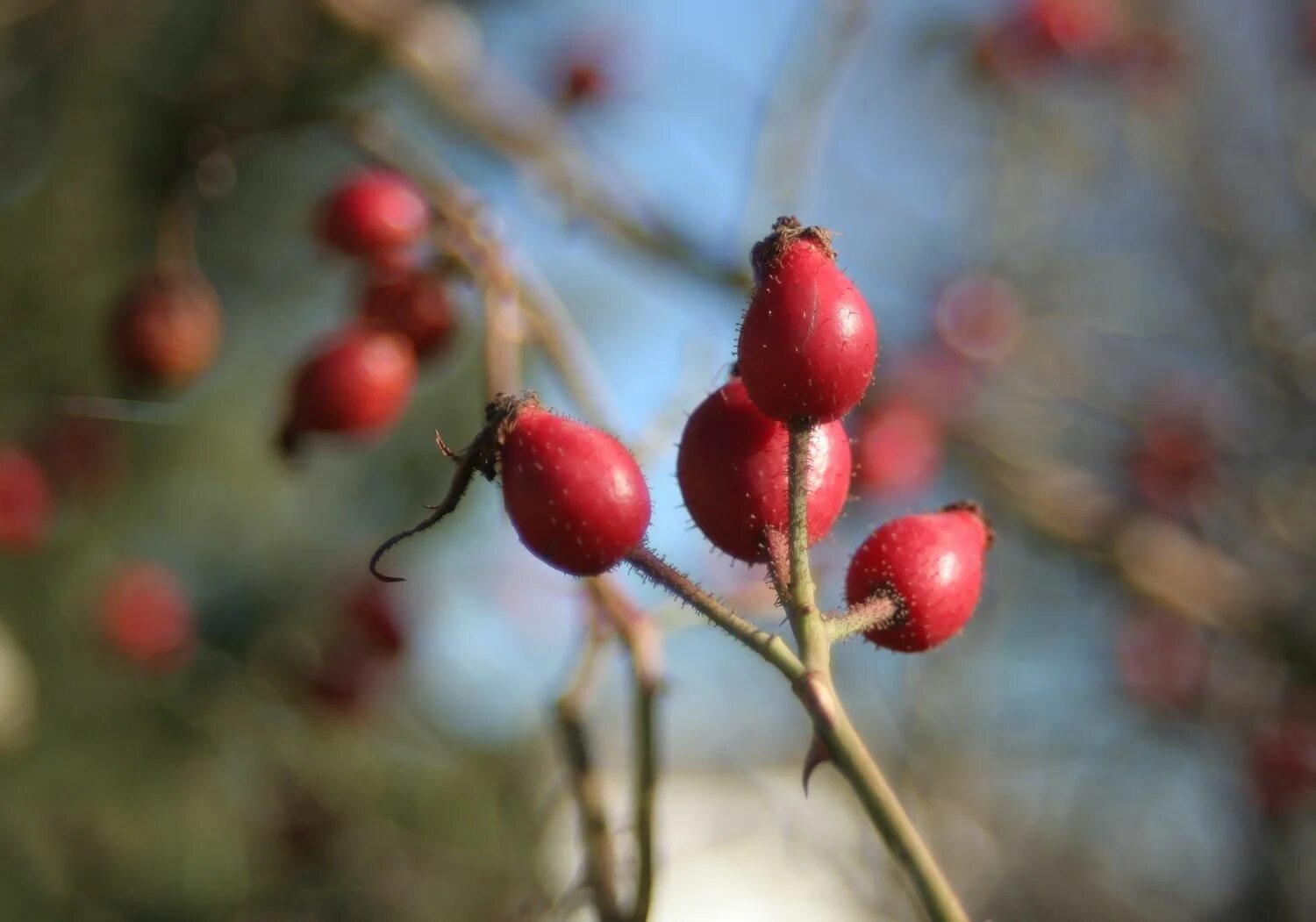 Иглы шиповника. Шиповник многоцветковый. Шиповник многоцветковый Rosa multiflora. Шиповник Федченко. Шиповник яблоневидный.