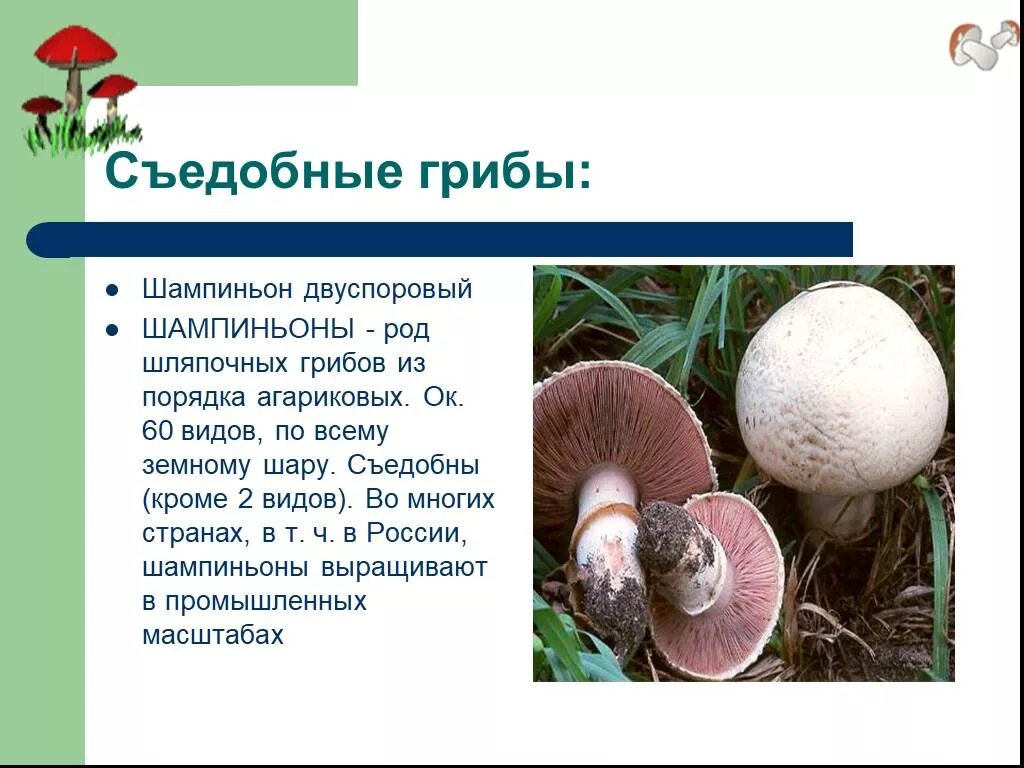 Шампиньоны описание гриба