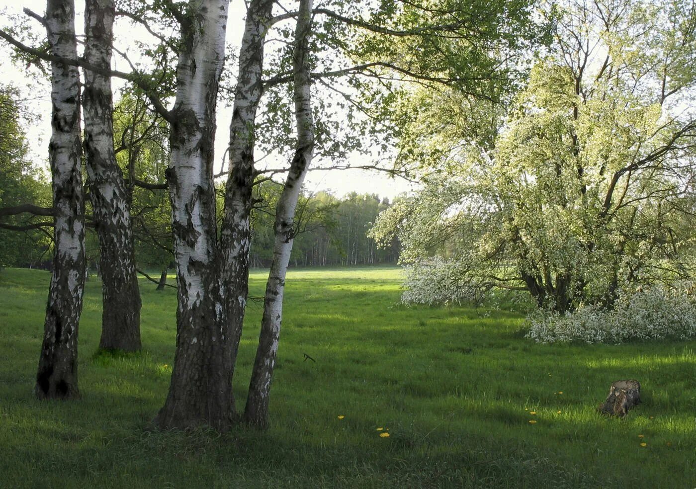 В природе есть удивительные праздники первая зелень. Пушгоры береза. Черемуха Березовая роща. Цветущая черемуха Поляна в лесу в мае. Весенний Майский Березовая роща.