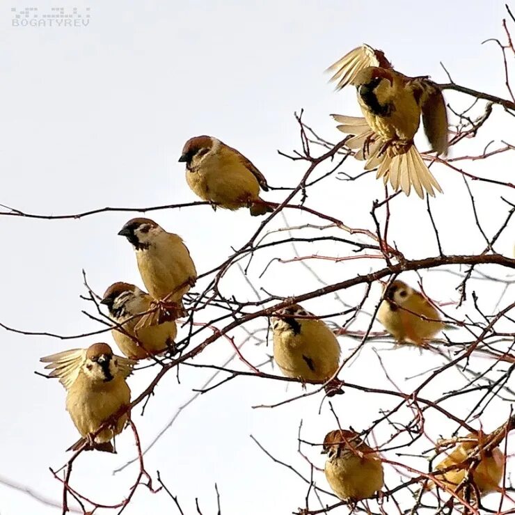 Птицы поют. Много птиц на ветке. Стая птиц на ветке. Стайка птиц весной.