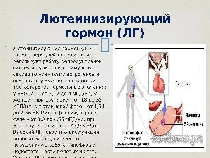 Лг гормон у женщин за что отвечает. Лютеинизирующий гормон. Лютеинизирующего гормона (ЛГ). ЛГ гормон что это такое у женщин. Лютеинизирующий гормон у женщин за что отвечает.