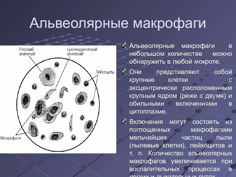 Микроскопическое исследование мокроты альвеолярные макрофаги. Альвеолярные макрофаги с миелином в мокроте. Макрофаги гистология. Клетки при микроскопии мокроты. Макрофаги препарат