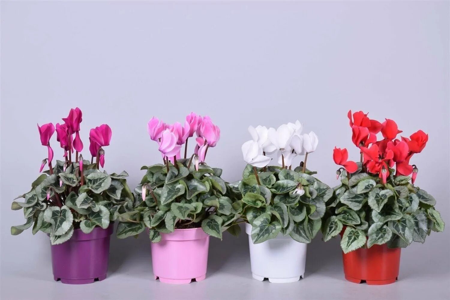 Файл:Alpenveilchen Cyclamen 1.jpg - Википедия