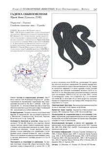 Гадюка никольского описание