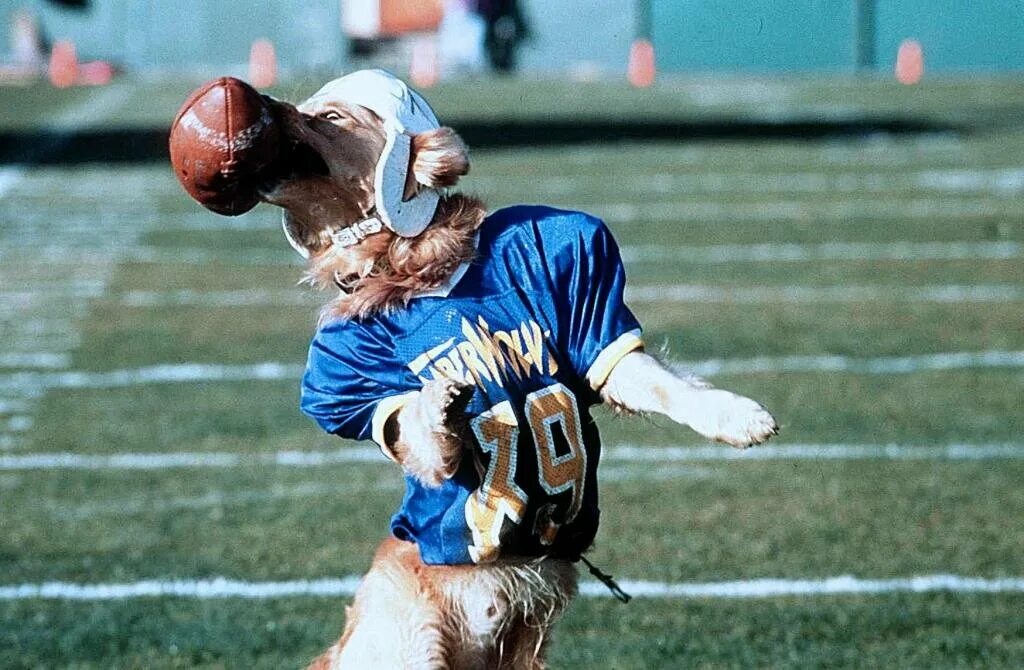 кевин зегерс король воздуха. кевин зегерс 1997. король воздуха золотая лига. фильм бадди король воздуха. бадди король воздуха.