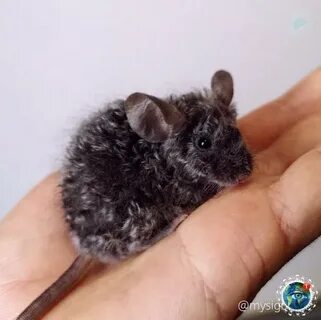 Кудрявые мыши
