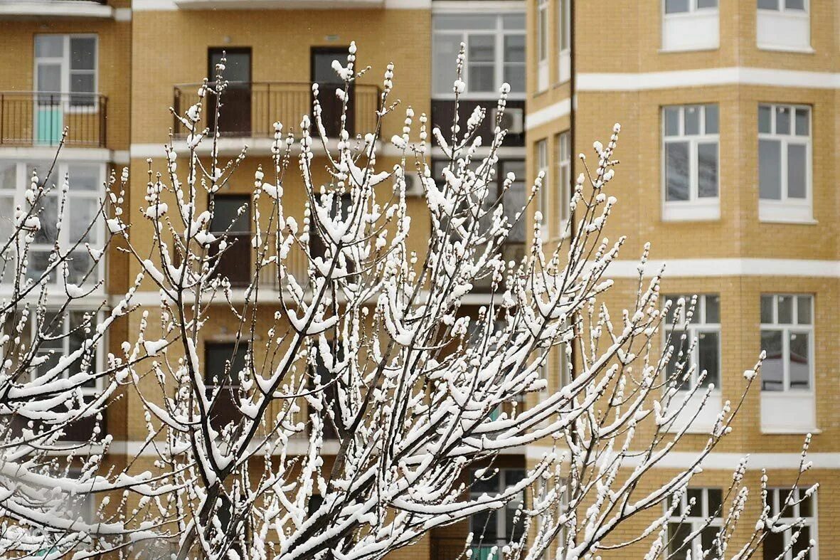 Краснодар март. Снег в марте Краснодар. Весенний снегопад в Краснодарском крае. Снег в Краснодаре весной. Погода в краснодаре в марте 2024г