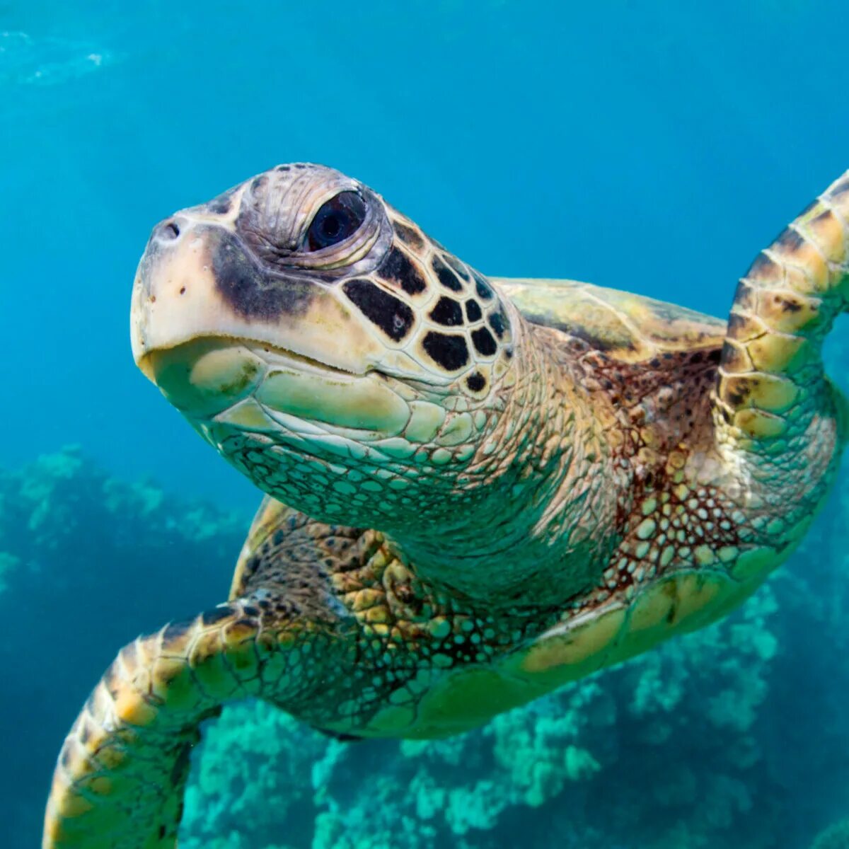 Turtle fd