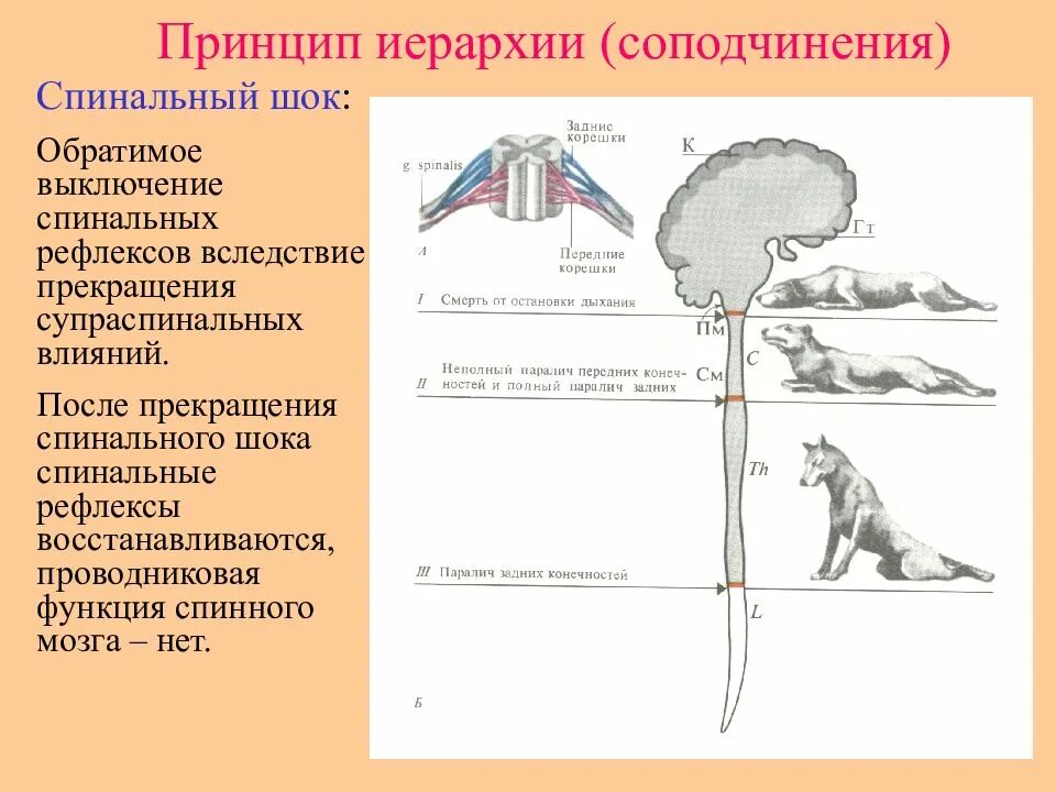 Иерархического соподчинения элементов нервной системы. Рефлексы после спинального шока. Спинальный ШОК схема. Соподчинение нервной системы иерархическое. Иерархический принцип строения ЦНС.