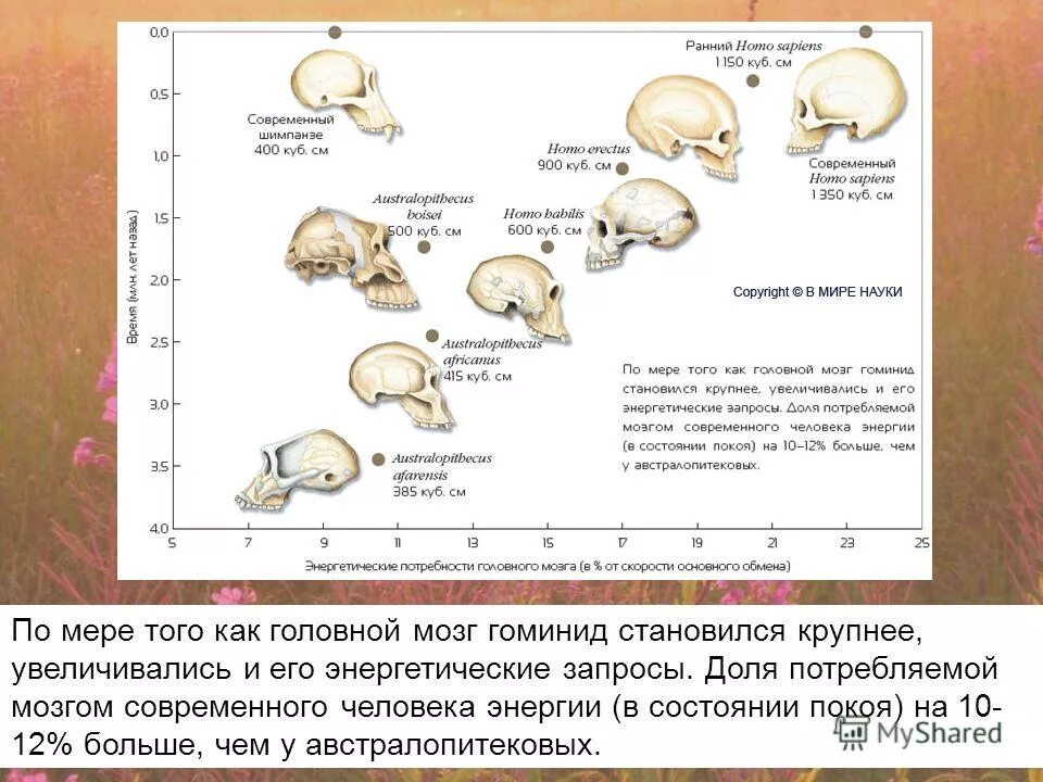 Объем мозга современного человека. Размер мозга человека Эволюция. Об,ем мощга современного человека. Эволюция человека объем мозга. Гоминиды объем мозга