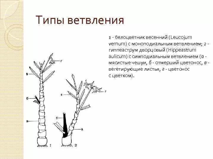 Удлиненный и укороченный побег. Удлиненные и укороченные побеги тополя. Ветвление побегов моноподиальное симподиальное дихотомическое. Симподиальное строение побега. Удлиненные и укороченные побеги