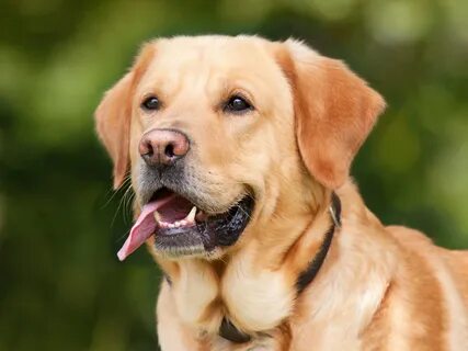 android labrador, animals, dog, muzzle, protruding tongue, tongue stuck out...