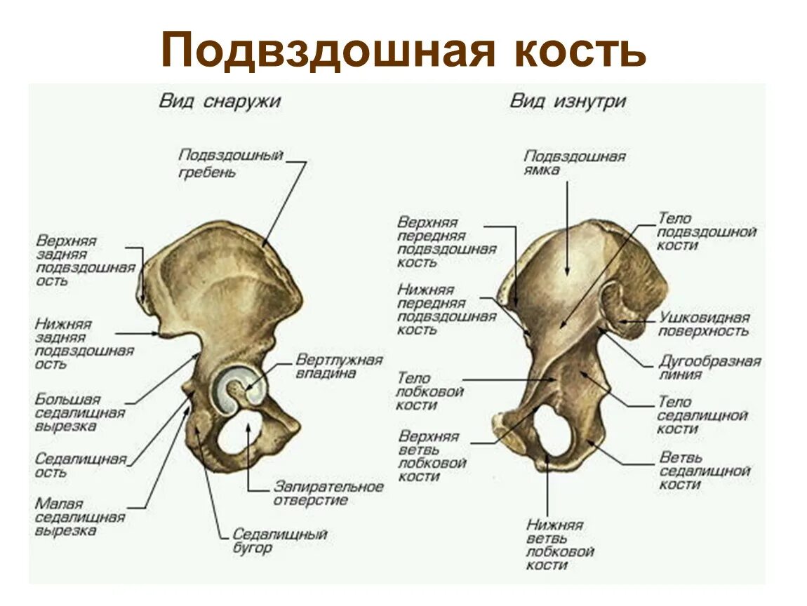 Подвздошная кость тазовой кости. Подвздошная кость строение. Тазовая кость вид изнутри строение. Таз кость анатомия строение. Строение подвздошной кости человека.