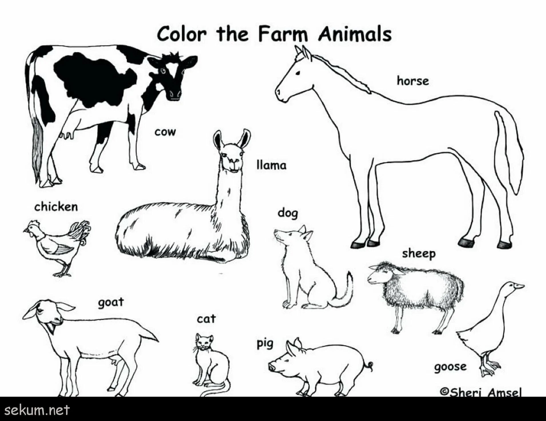 Домашние животные на англ. Животные на английском раскраска. Рисунки домашних животных. Раскраска домашние животные. Рисунки домашних животных для детей.