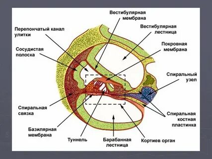 Барабанная пластинка