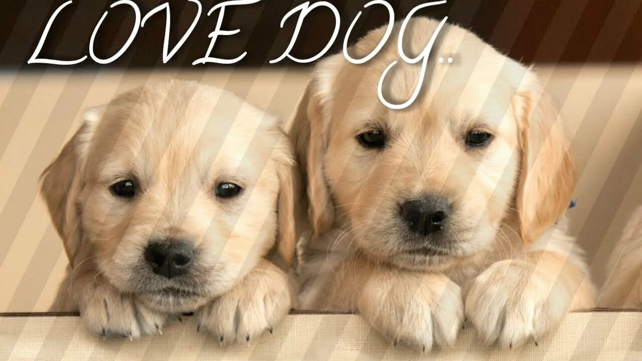 Dog the best. Dog the best. Пиренейская овчарка гладкомордая. Dog the best. Dog the best.