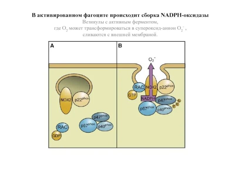 Где происходит сборка