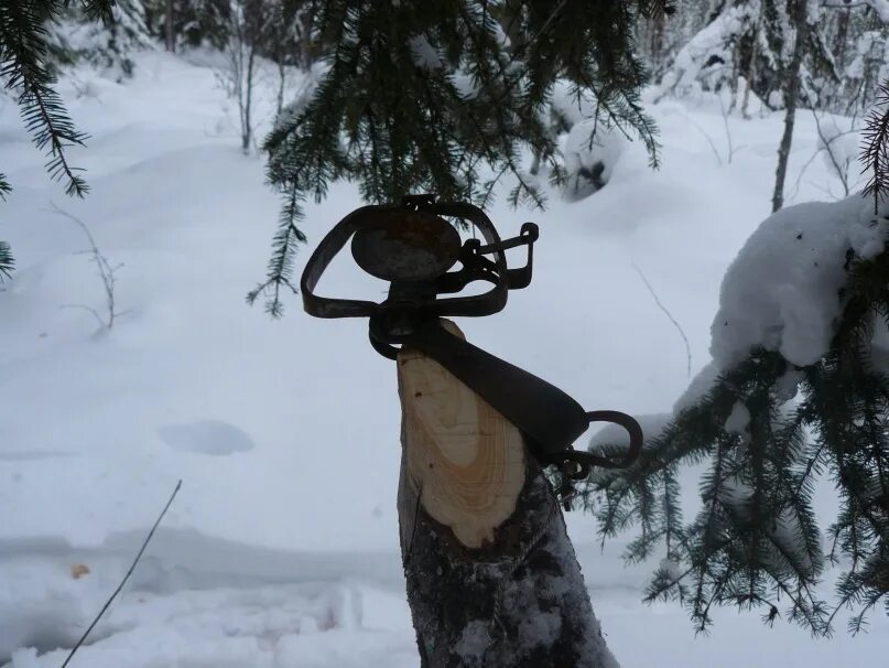 капкан кулемка на куницу. проходной капкан на куницу. капкан суас кп 120. установка капкана на куницу. проходные капканы на куницу.