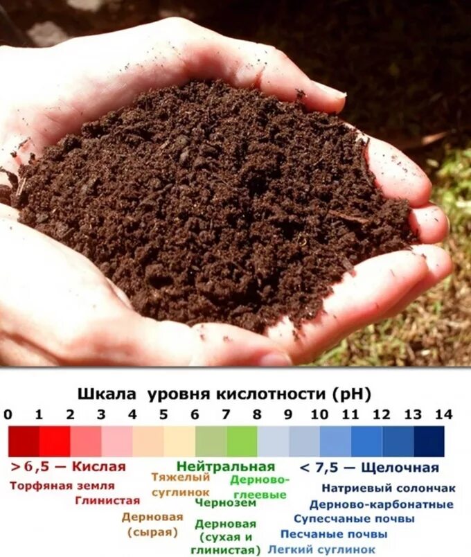 Почва. Кислая почва. Кислотность почвы. Земля для растений. Кислотность удобрений