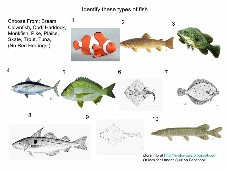 Kinds of fish in english. Названия морских рыб на английском. Типы рыб. Kind fish. Kind fish.