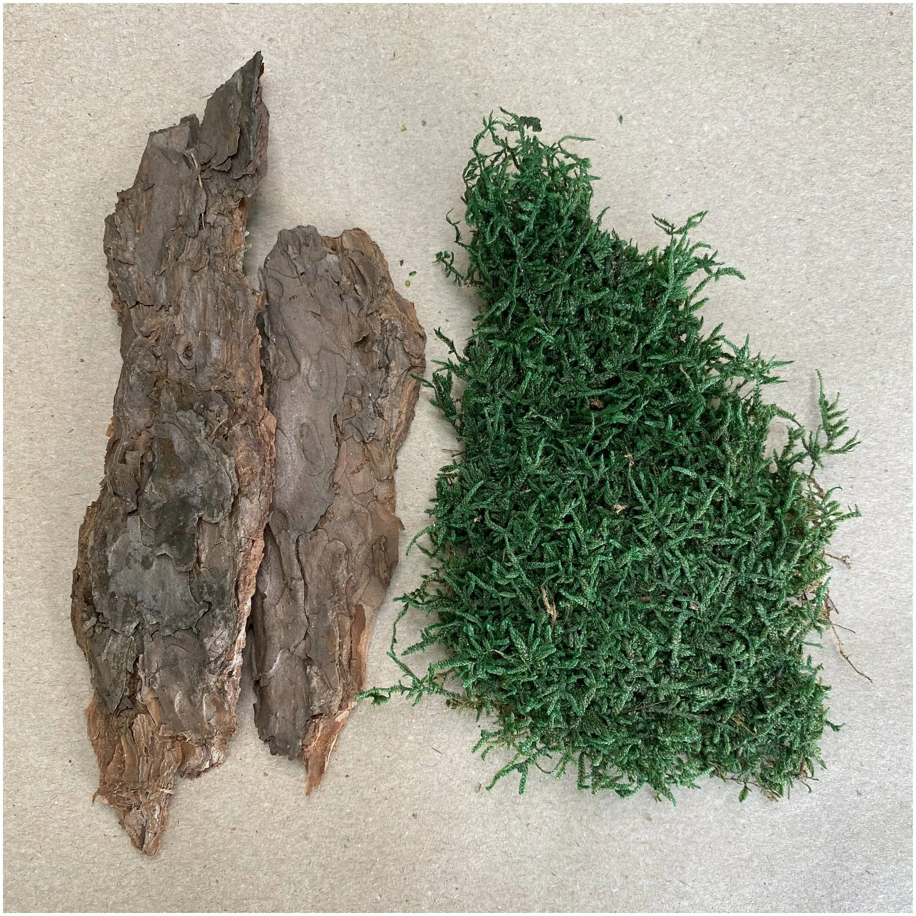 Мох своими руками. Чипсы из ягеля. Чипсы из ягеля. Чипсы из ягеля вкус арктики. Чипсы из мха ягеля.