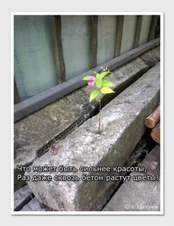 Прорвемся дерево