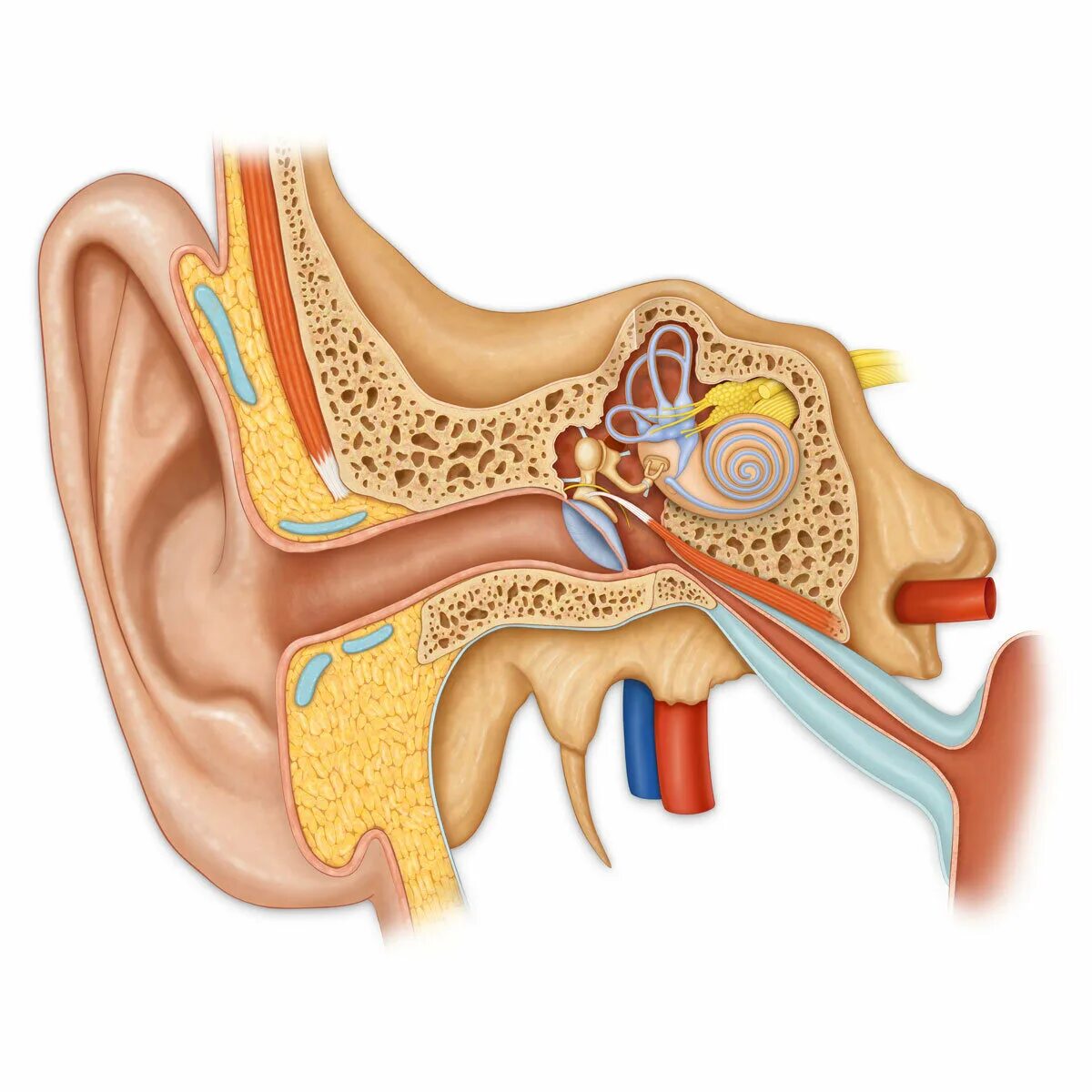 Устройство ушной раковины. Строение уха человека. Строение уха человека анатомия. Орган слуха внутреннее ухо анатомия. Слуховой нервы барабанная перепонка.