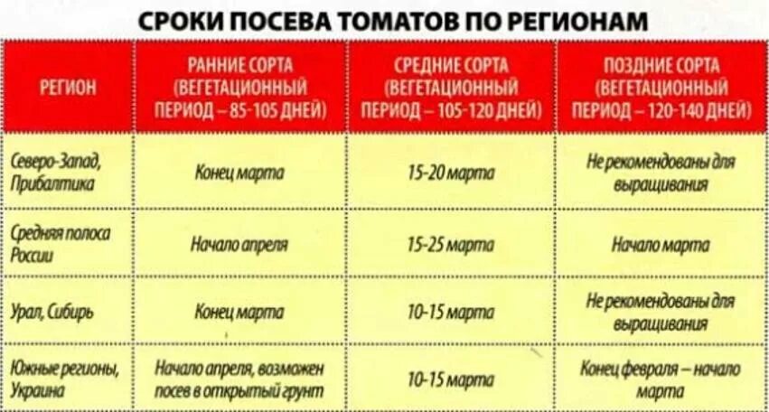 Сроки высадки семян томатов на рассаду. Сроки посева томатов на рассаду в 2021. Сроки посадки семян на рассаду и в открытый грунт. Сроки посева помидор на рассаду. Посев помидор на рассаду в сибири