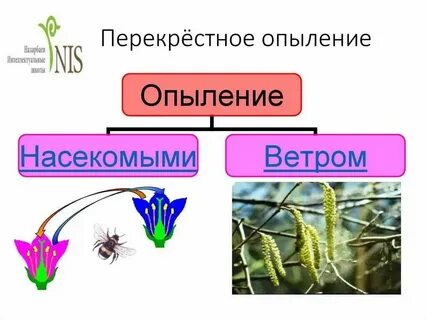 Опыление елей