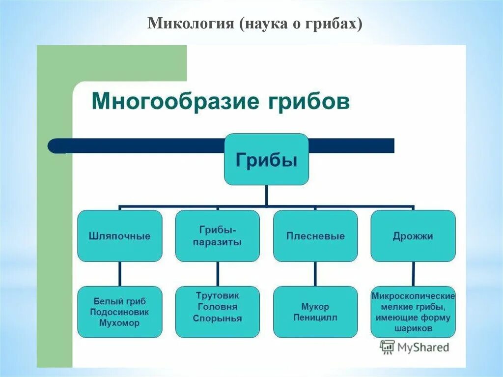 Наука про грибы. Микология грибы классификация. Классификация грибов биология. Разнообразие грибов схема. Многообразие грибов классификация.