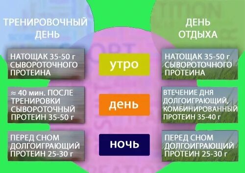 Протеин пить лучше до или после тренировки. Когда пить протеин после тренировки. Сколько грамм белка нужно после тренировки. Время приема протеина. Как принимать протеин в день тренировки.