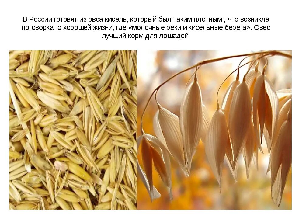 Овес словосочетание. Словарное слово овес. Словарная работа пшеница. Овес словосочетание. Овес лексическое значение.