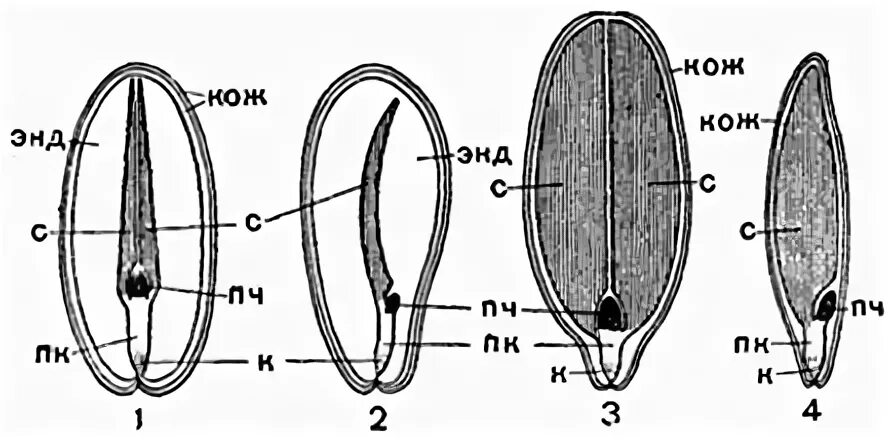 Длина семени тыквы. Строение семени подсолнуха. Семечка подсолнечника строение. Строение семени подсолнечника рисунок. Внутреннее строение семени подсолнечника.