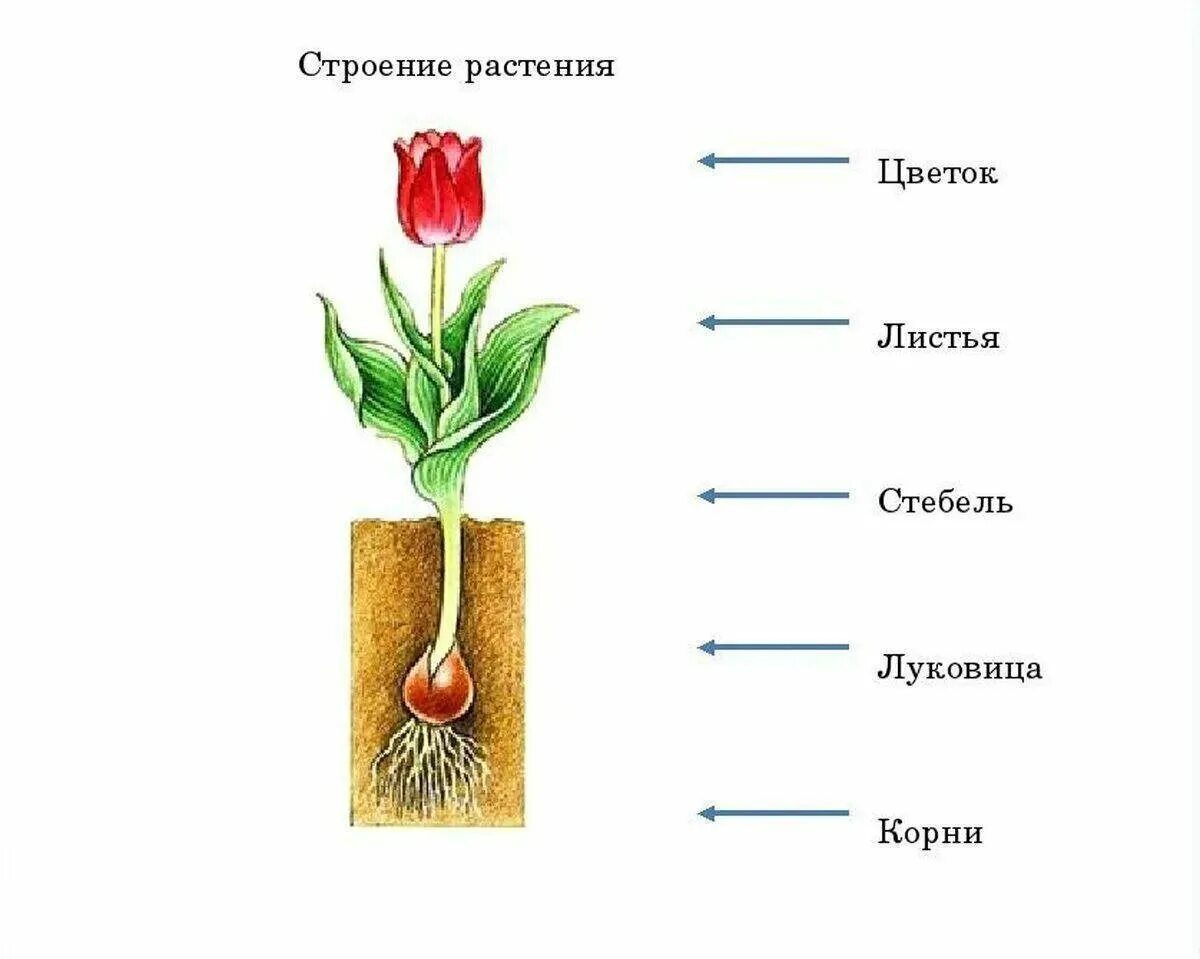 Строение цветка тюльпана рисунок. Строение стебля тюльпана. Строение цветов для дошкольников. Строение растения для детей. Какие части ты видишь у растения