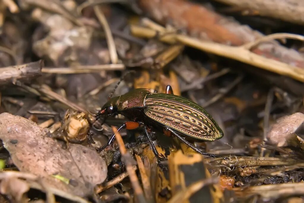 Жужелицы плотоядные жуки. Хищный жук. Жук жужелица обыкновенная. Жук карабус жужелица. Жужелица карабус.
