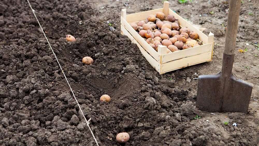 Когда сажать картофель в грунт. Посадка картофеля. Посадка картошки. Лунки для картофеля. Обработка картофеля перед посадкой.