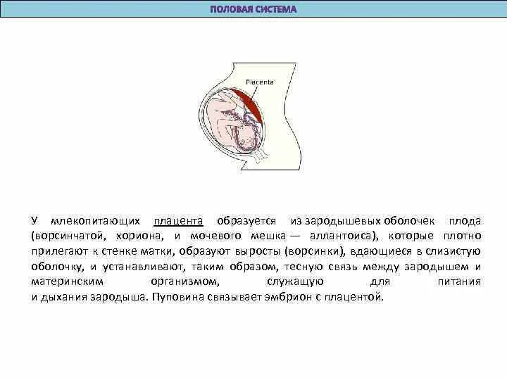 Слизистая стенок матки. Плацента млекопитающих. Матка и плацента у млекопитающих. Плацента у млекопитающих формируется. Развитие плаценты у млекопитающих.