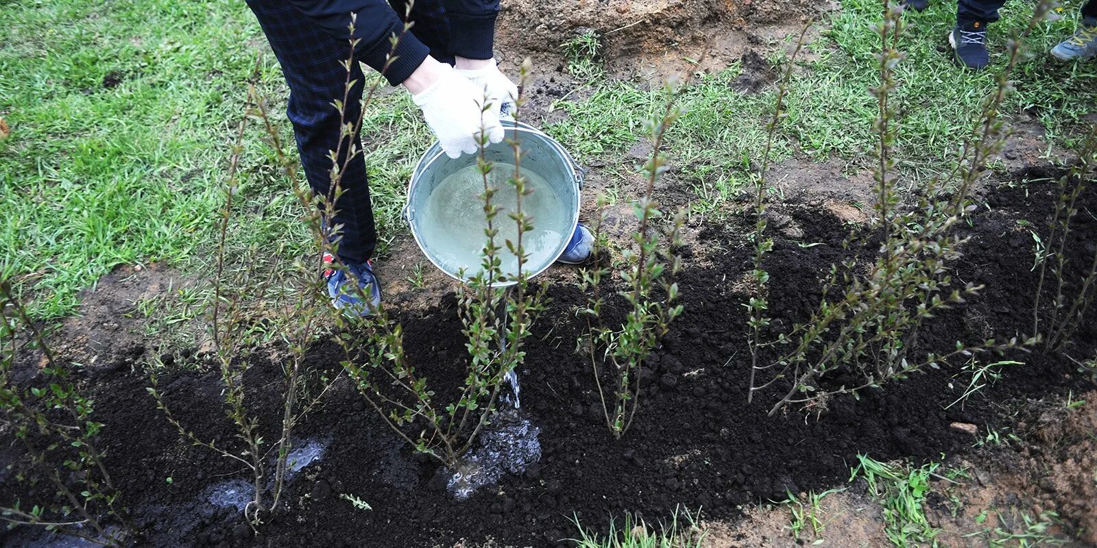 Посадка кустарников. Сон сажать кусты. Сон сажать кусты. Мульчирование голубики. Отводки крыжовника.