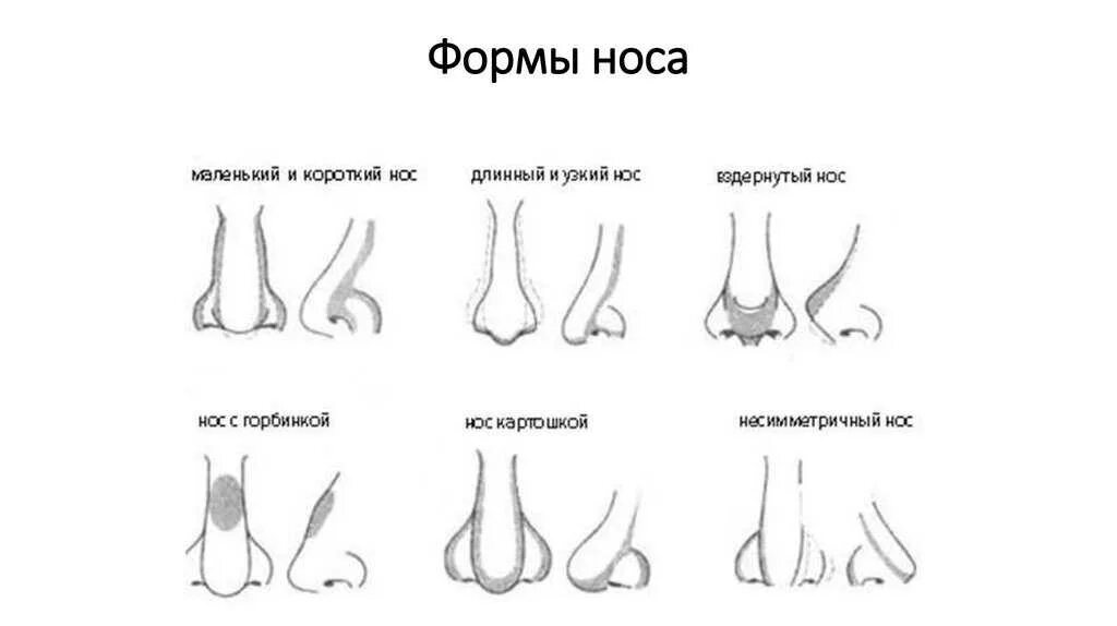 О чем говорит нос мужчины. Типы Носов у мужчин. Формы Носов у человека. Типы формы носа. Грушевидная форма носа.