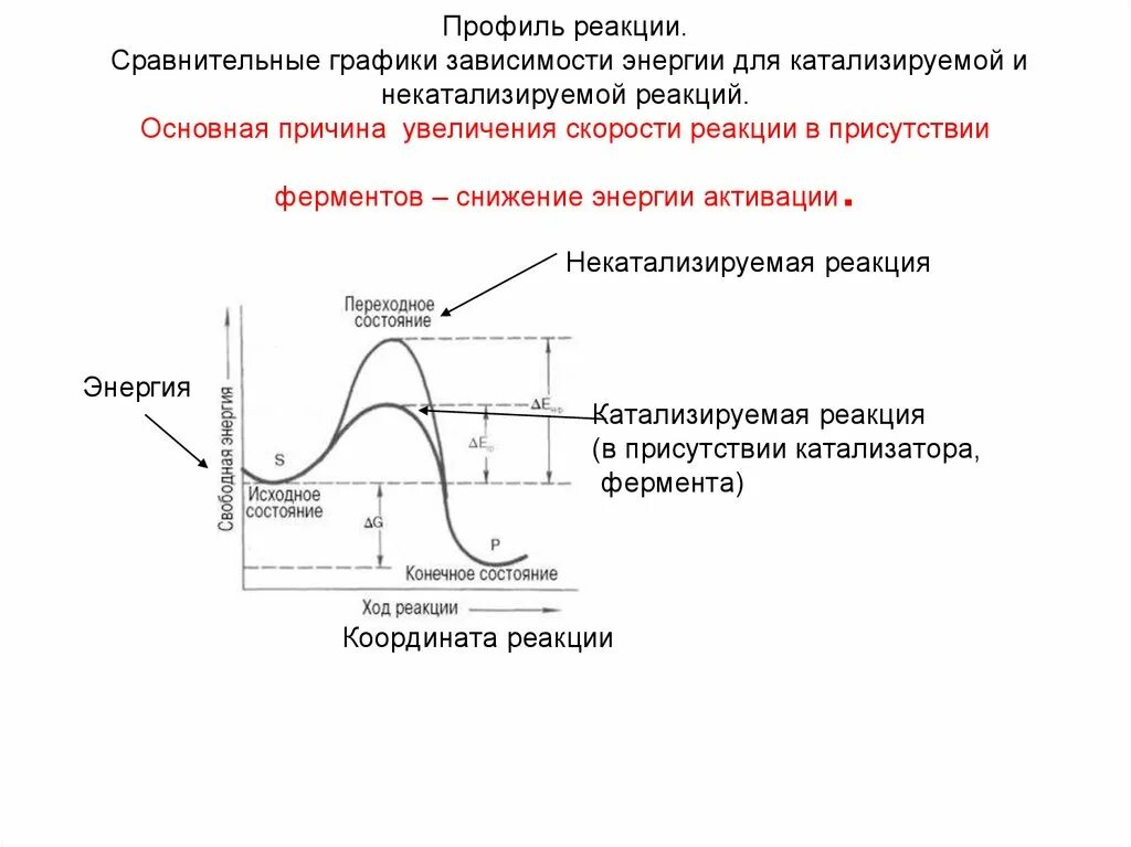 Реакции активации ферментов. График энергии активации ферментативной. Энергия активации ферментов график. Энергетический профиль реакции с катализатором. Энергия активации реакции катализатора.