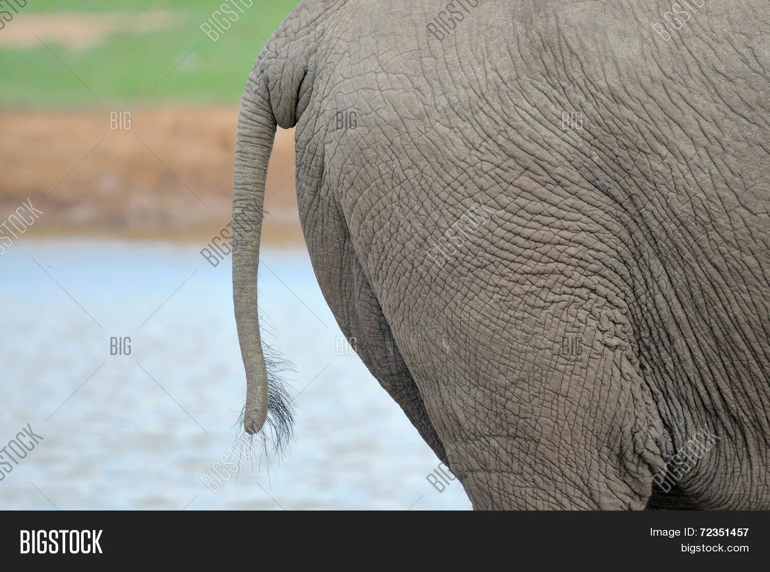 Хвост слона. Слоны хвосты. Хвост слоненка. Слоновий волос.