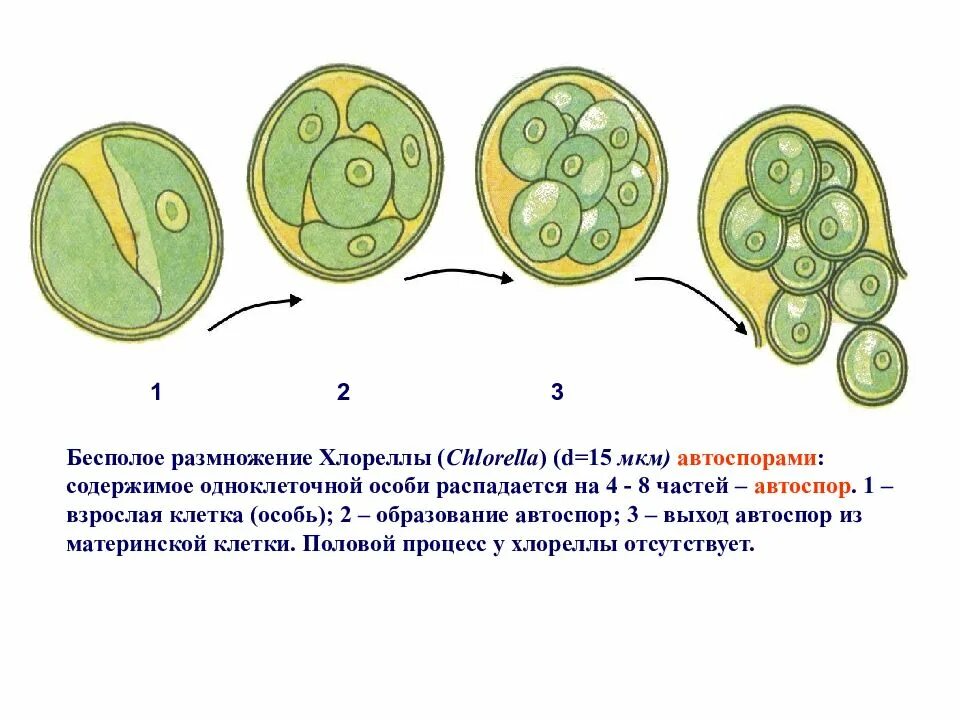 Образование спор тип размножения. Бесполое размножение хлореллы. бесполое размножение водорослей хлореллы. цикл размножения хлореллы. хлорелла водоросль жизненный цикл.