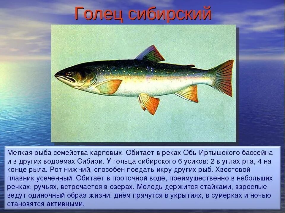 Голец к какой рыбе относится. Рыба семейства лососевых голец. голец семейства карповых. рыбы реки оби. сибирский голец.