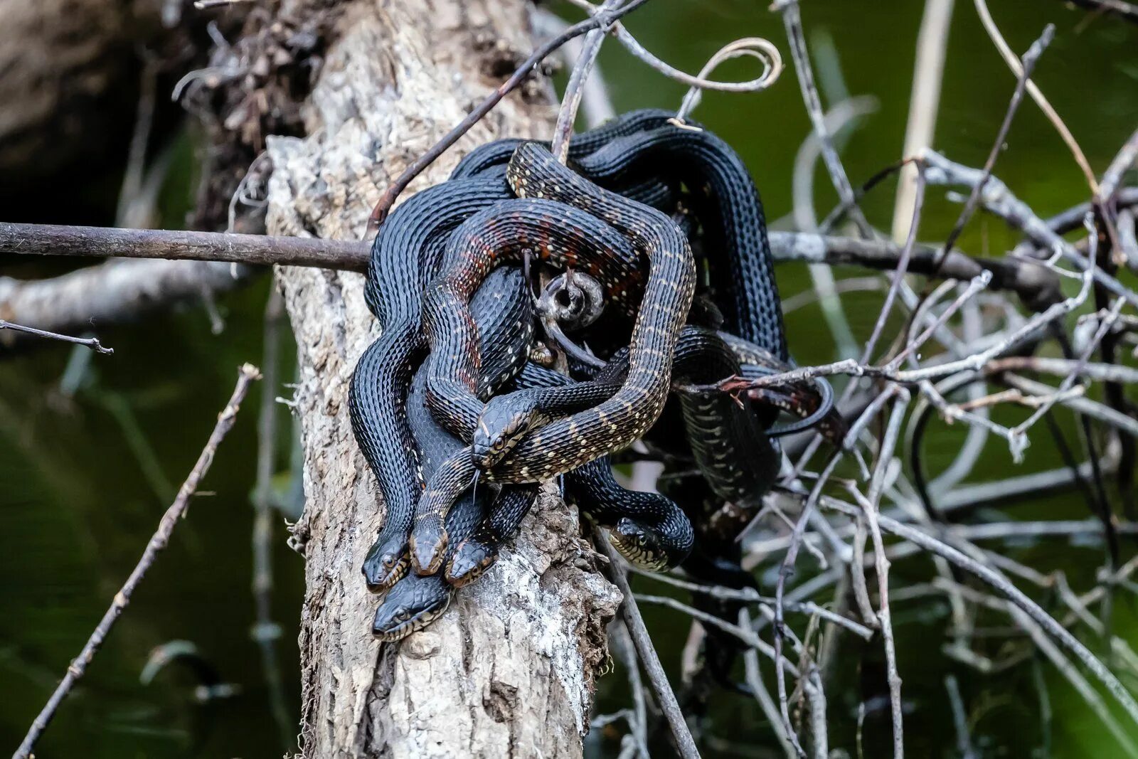 Змейный полдень. Nerodia floridana. Змеиное кубло. Змеиная свадьба.